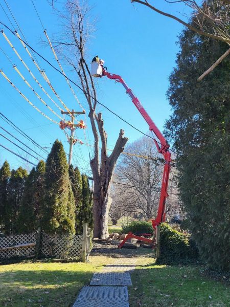 Spider Lift Being Used to Remove Tall Tree near power lines | tree removal in Stanton DE | Stein Tree Service